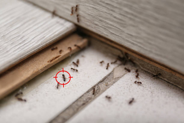 Best Exterminator Services  in Ellinwood, KS
