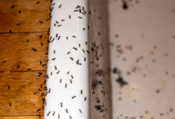 Best Pest Control Near Me in Ellinwood, KS