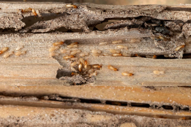 Best Wildlife Control Services  in Ellinwood, KS